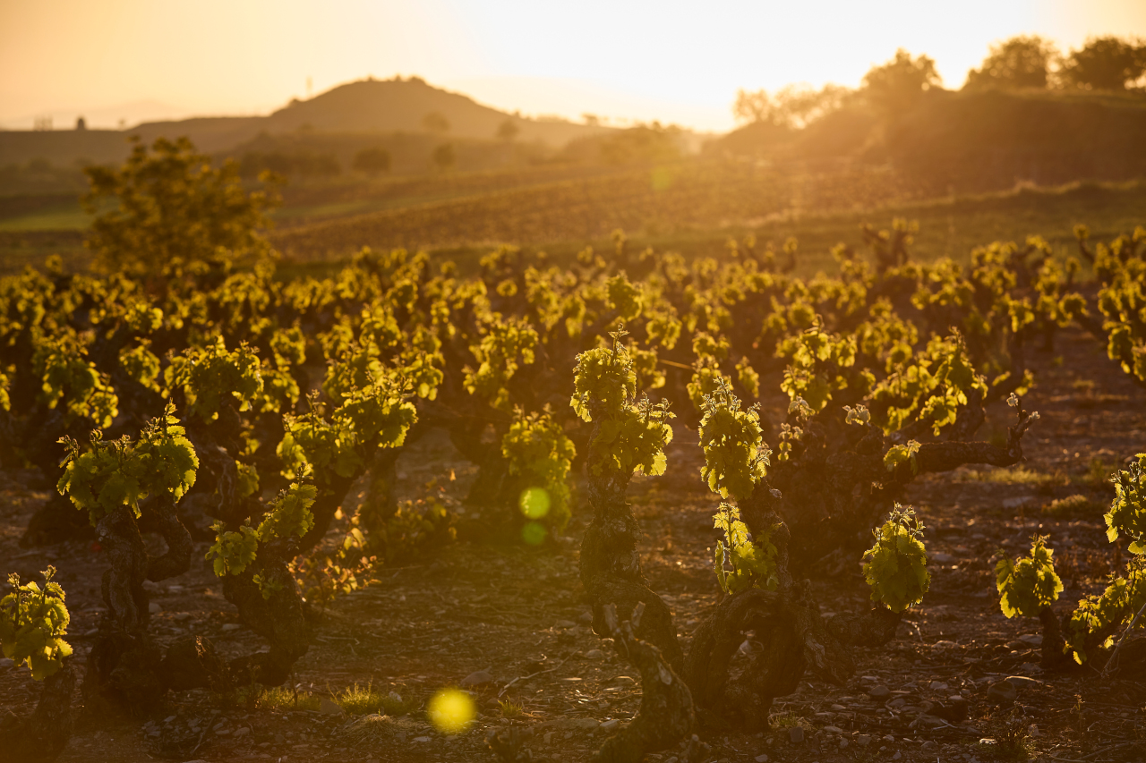 La Rioja y el Vino