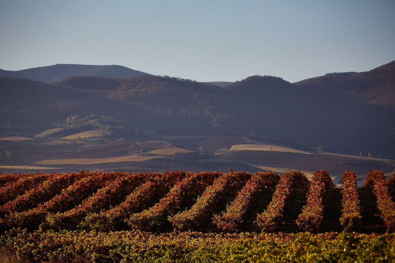 La Rioja: Turismo y vino